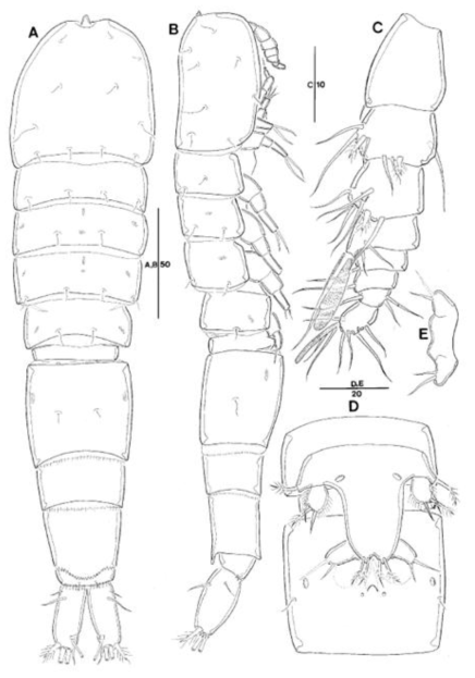 Emertonia sp 4. nov.female. (A) habitus, dorsal; (B) habitus, lateral; (C) antennule; (D) P5 and genital double somite, ventral; (E) P6