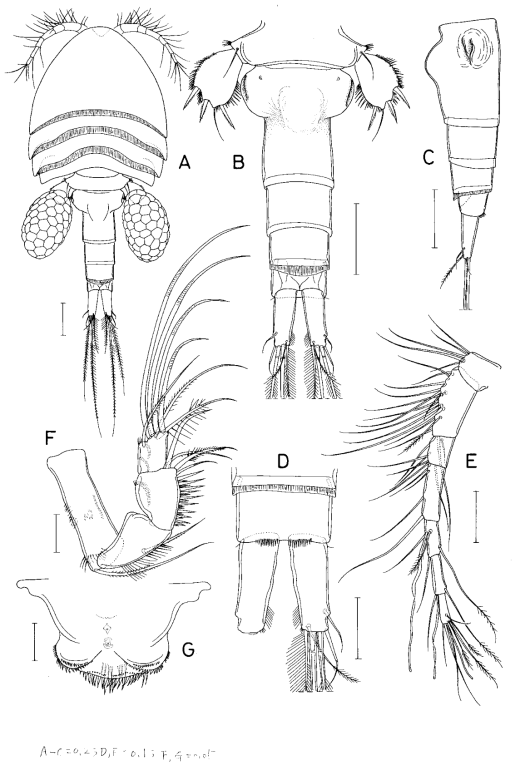 Hemicyclops n. sp. 1., female. A, habitus, dorsal; B, urosome, dorsal; C, genital double-somite and andomen, lateral; D, anal somite and caudal rami, ventral; E, antennule; F, antenna; G, labrum