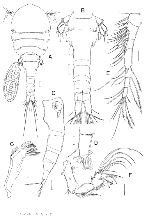 Hemicyclops n. sp. 2, female. A, habitus, dorsal; B, urosome, dorsal; C, genital double-somite and andomen, lateral; D, caudal ramus, ventral; E, antennule; F, antenna; G, mandible