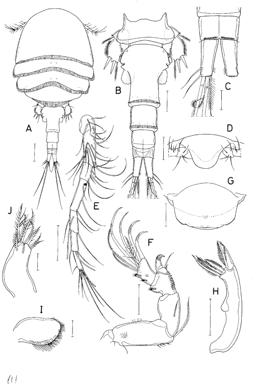 Hemicyclops n. sp. 3, female. A, habitus, dorsal; B, urosome, dorsal; C, genital double-somite and andomen, lateral; D, caudal ramus, ventral; E, antennule; F, antenna; G, mandible