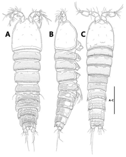 Laophontoidea n. gen.  B, A, habitus, lateral. Male: C, habitus, dorsal. Scale bars: A-C, 100 μm