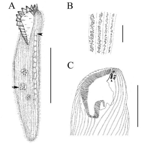 Morphology of Condylostoma n. sp. from live (A, B) and after protargol impregnation (C, D, E). A. Ventral side of a typical specimen, arrow indicate food vacuole, arrowhead mark macronuclear nodule; B. Pattern of cortical granules; C. Ventral side of anterior part, arrowheads point to frontal cirri. Scale bars = 20 μm (B); 100 μm (C); 200 μm (A)