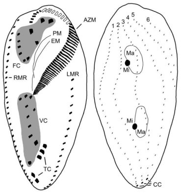 Pleurotricha sp. n. Ventral (left) and dorsal (right) views of protargol-impregnated specimen