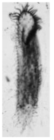 Anteholosticha distyla. Ventral view of a protargol-impregnated specimen