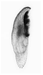 Blepharisma hyalinum. Right side view of a protargol-impregnated specimen
