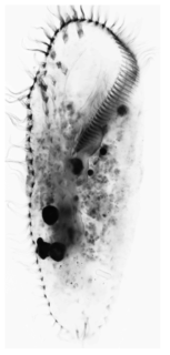 Caudiholosticha stueberi. Ventral view of protargol-impregnated specimen