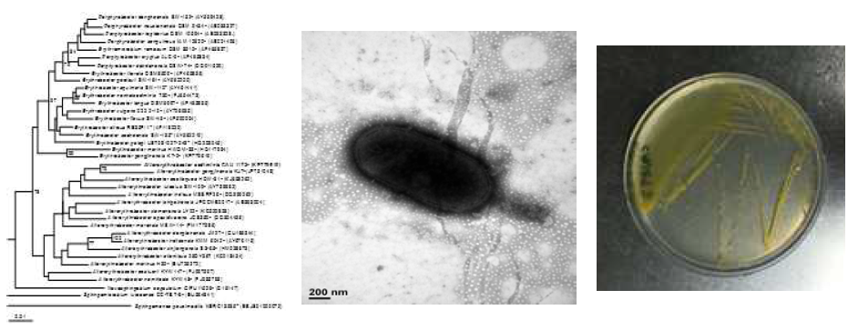 Altererythrobacter sediminis CAU 1172T의 근연종들과의 유연관계, 전자현미경 사진 및 agar plate 사진