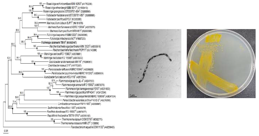 Fulvivirga lutimaris TM-6T의 근연종들과의 유연관계, 전자현미경 사진 및 agar plate 사진