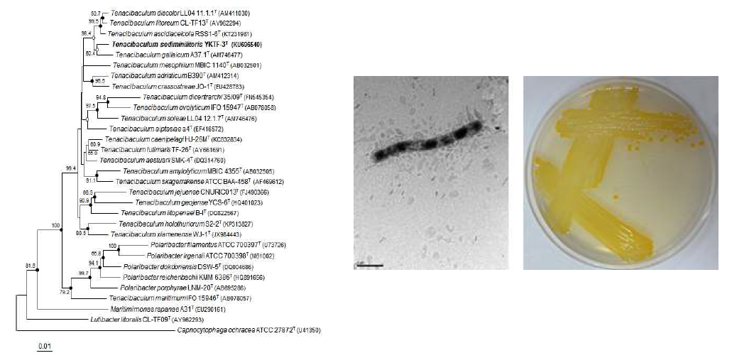 Tenacibaculum sediminilitoris YKTF-3T의 근연종들과의 유연관계, 전자현미경 사진 및 agar plate 사진