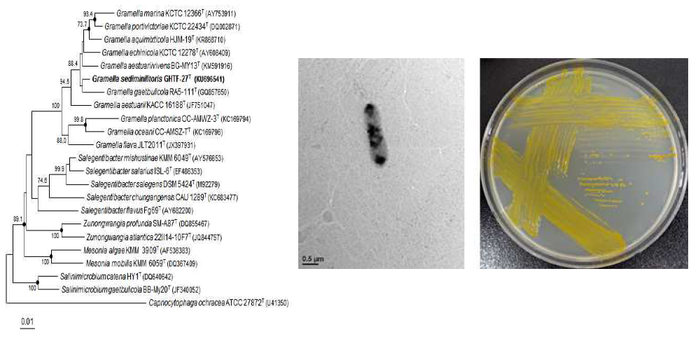 Gramella sediminilitoris GHTF-27T의 근연종들과의 유연관계, 전자현미경사진 및 agar plate 사진