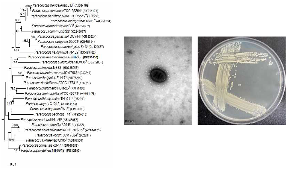 Paracoccus aestuariivivens GHD-30T의 근연종들과의 유연관계, 전자현미경 사진 및 agar plate 사진