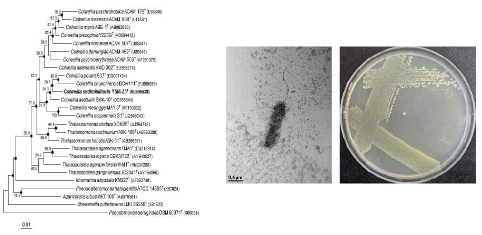 Colwellia sediminilitoris YSM-23T의 근연종들과의 유연관계, 전자현미경 사진 및 agar plate 사진