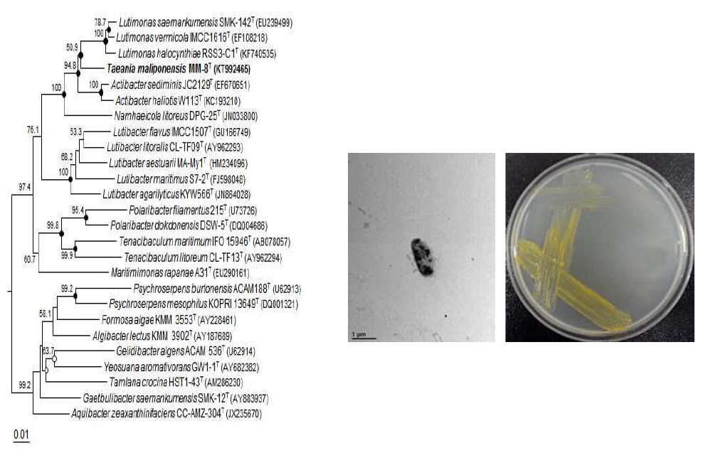 Taeania maliponensis MM-8T의 근연종들과의 유연관계, 전자현미경 사진 및 agar plate 사진