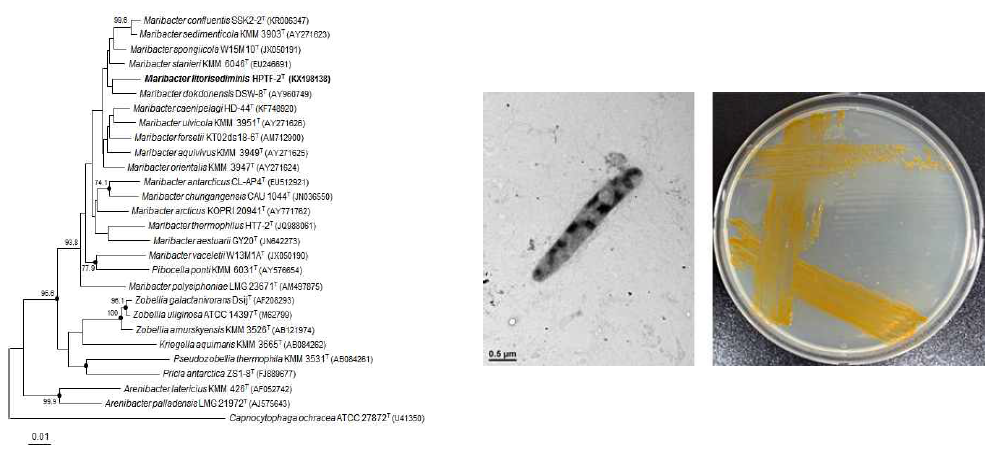 Maribacter litorisediminis HPTF-2T의 근연종들과의 유연관계, 전자현미경 사진 및 agar plate 사진
