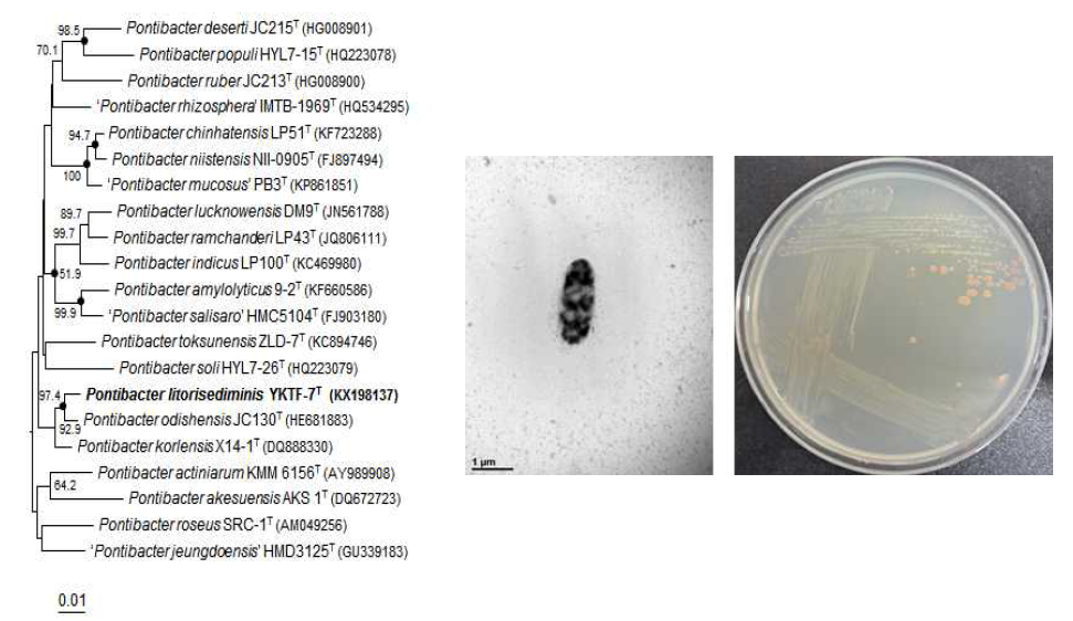 Pontibacter litorisediminis YKTF-7T의 근연종들과의 유연관계, 전자현미경 사진 및 agar plate 사진