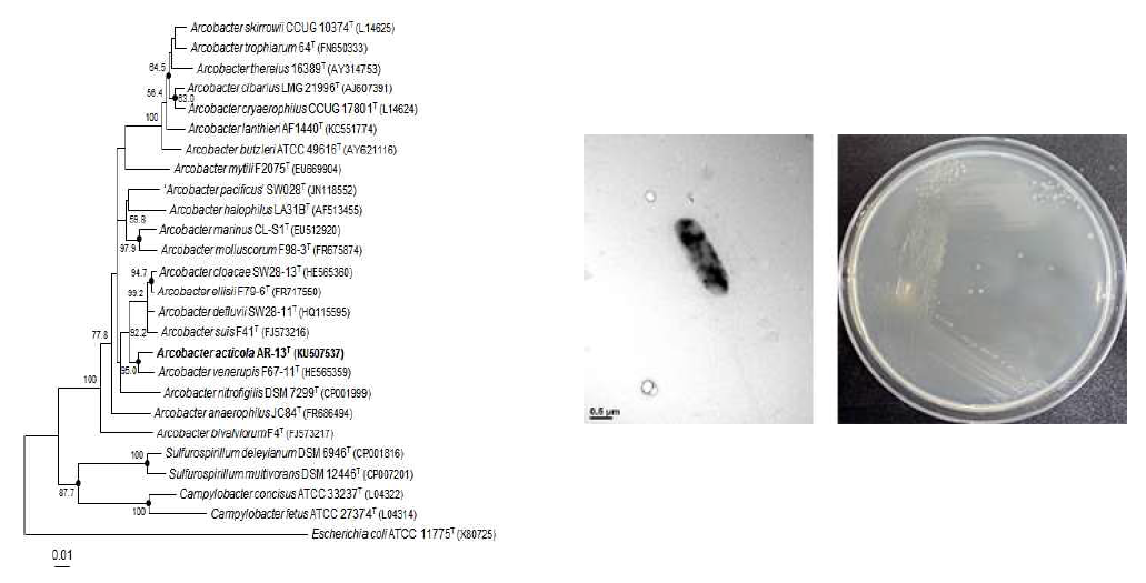 Arcobacter acticola AR-13T 의 근연종들과의 유연관계, 전자현미경 사진 및 agar plate 사진