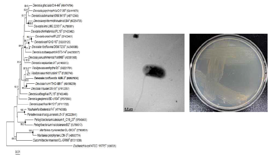 Devosia confluentis HJR-2T의 근연종들과의 유연관계, 전자현미경 사진 및 agar plate 사진