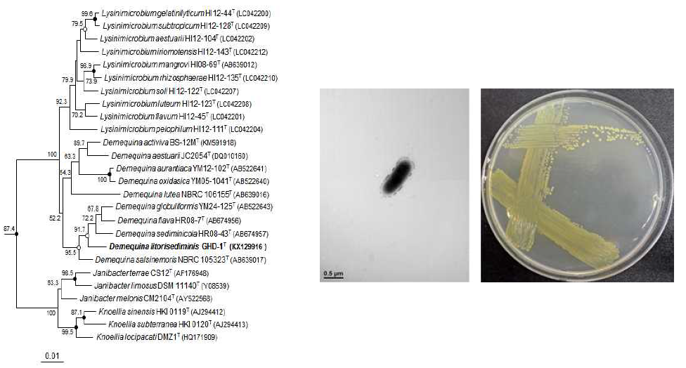 Demequina litorisediminis GHD-1T의 근연종들과의 유연관계, 전자현미경 사진 및 agar plate 사진