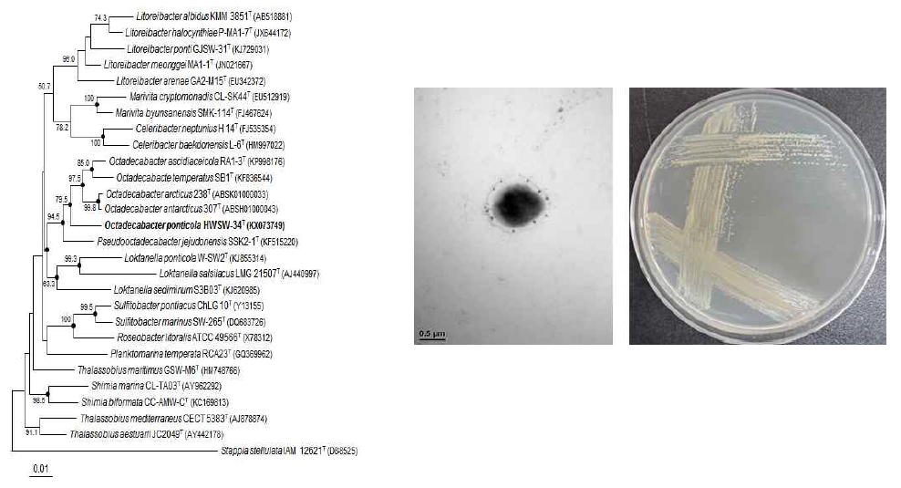 Octadecabacter ponticola HDSW-34T의 근연종들과의 유연관계, 전자현미경 사진 및 agar plate 사진
