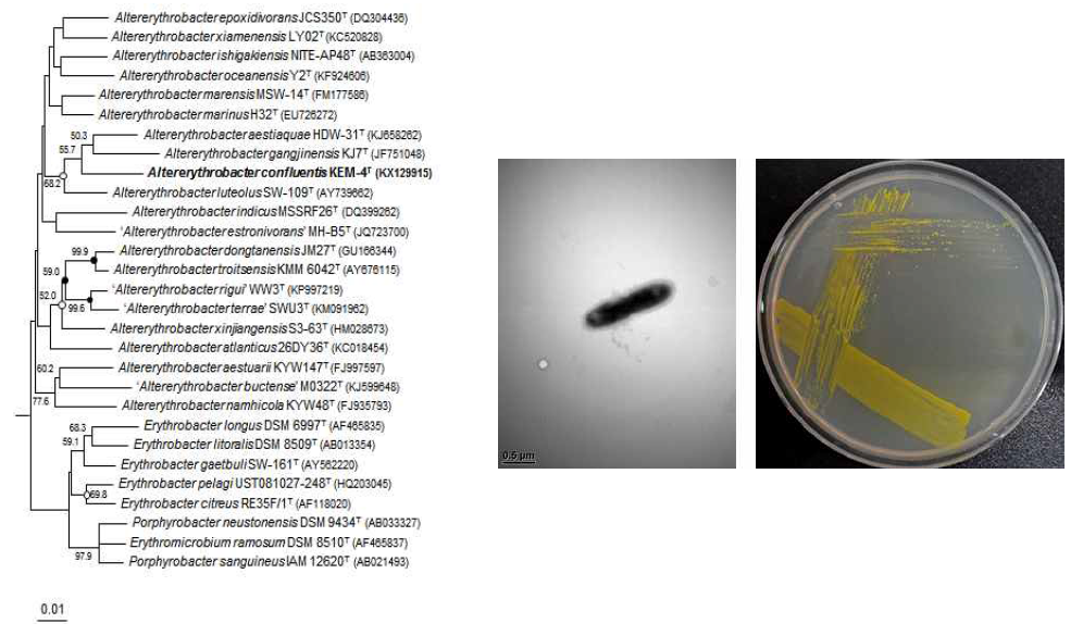 Altererythrobacter confluentis KEM-4T의 근연종들과의 유연관계, 전자현미경 사진 및 agar plate 사진