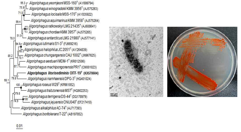 Algoriphagus litorisediminis OITF-19T의 근연종들과의 유연관계, 전자현미경 사진 및 agar plate 사진