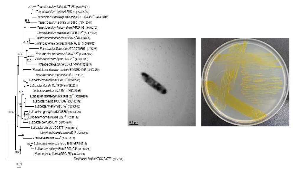 Lutibacter litorisediminis OITF-20T의 근연종들과의 유연관계, 전자현미경 사진 및 agar plate 사진