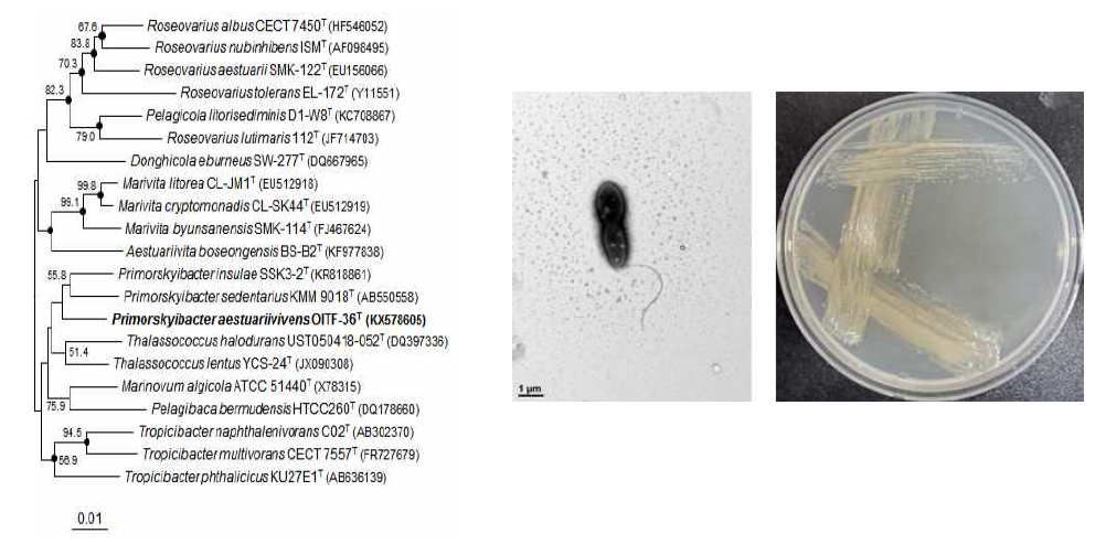 Primorskyibacter aestuariivivens OITF-36T의 근연종들과의 유연관계, 전자현미경 사진 및 agar plate 사진