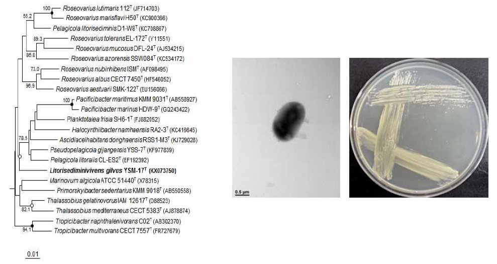 Litorisediminivivens gilvus YSM-17T의 근연종들과의 유연관계, 전자현미경 사진 및 agar plate 사진