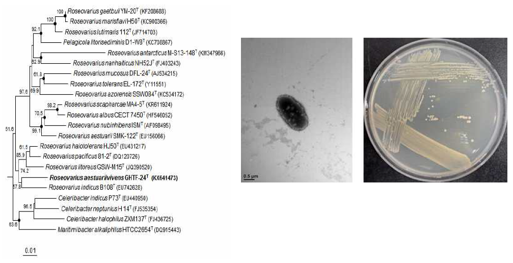 Roseovarius aestuariivivens GHTF-24T의 근연종들과의 유연관계, 전자현미경 사진 및 agar plate 사진
