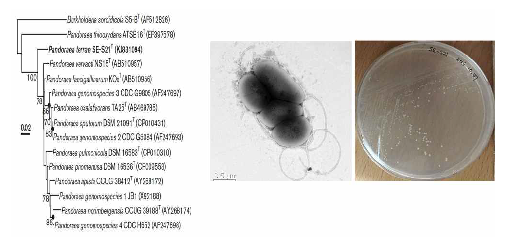 Pandoraea terrae SE-S21 의 근연종들과의 유연관계, 전자현미경 사진 및 agar plate 사진