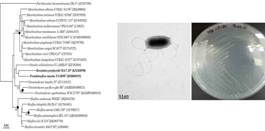 Roseitalea porphyridii MA 7-20 의 근연종들과의 유연관계, 전자현미경 사진 및 agar plate 사진