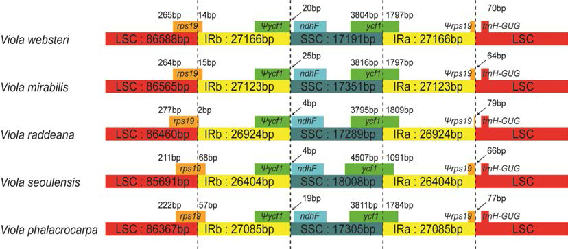 제비꽃과 5분류군의 LSC, IR, SSC 지역 연결구간 비교
