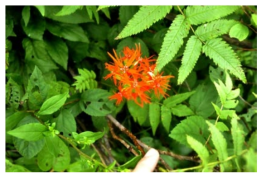 멸종위기야생식물 Ⅱ급 제비동자꽃