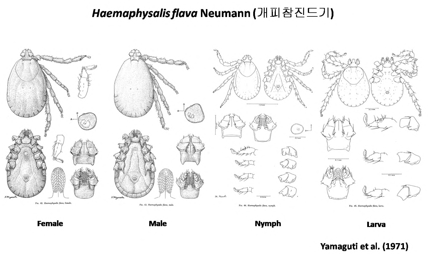 개피참진드기(Haemaphysalis flava)의 형태학적 특징