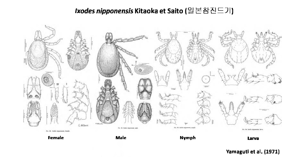 일본참진드기(Ixodes nipponensis)의 형태학적 특징