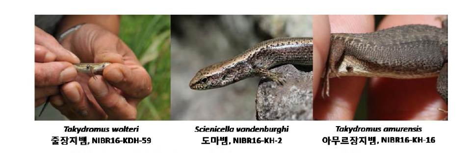 줄장지뱀(Takydromus wolteri), 도마뱀(Scincella vandenburghi)과 아무르장지뱀(Takydromus amurensis)을 흡혈하고 있는 일본참진드기(Ixodes nipponenisis) 약충