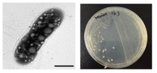 호염성 Halomonas 속 발굴종 Hb3의 전자현미경과 배양체 사진