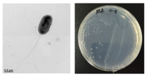 호산성 Achromobacter 속 발굴종 4-8의 전자현미경과 배양체 사진