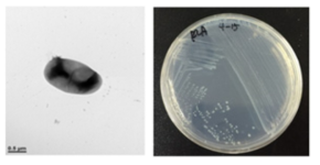 호산성 Acinetobacter 속 발굴종 4-15의 전자현미경과 배양체 사진