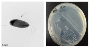 호산성 Serratia 속 발굴종 AS15의 전자현미경과 배양체 사진