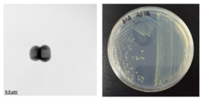 호산성 Luteibacter 속 발굴종 AD38의 전자현미경과 배양체 사진