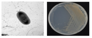 이탄층 Janthinobacterium 속 R-2-5의 전자현미경과 배양체 사진