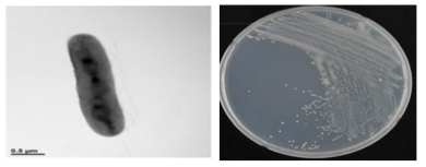이탄층 Curvibacter 속의 전자현미경과 배양체 사진
