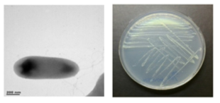 멸종위기 동물 장내 Microbacterium 속. M3R204의 전자현미경과 배양체 사진