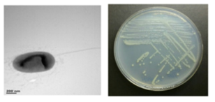 멸종위기 동물 장내 Ochrobactrum 속 M3R205의 전자현미경과 배양체 사진