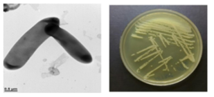 멸종위기 동물 장내 Lysinibacillus 속 M1T305의 전자현미경과 배양체 사진