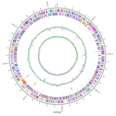 Marinobacter sp. Hb8의 유전체 지도