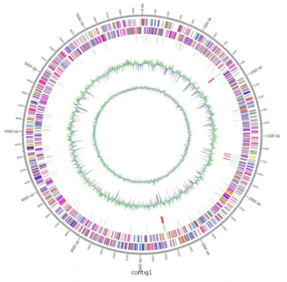 Janthinobacterium sp. R-2-5의 유전체 지도