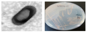방사선 내성 Deinococcus 속 발굴종 KSM4-11의 전자현미경과 배양체 사진