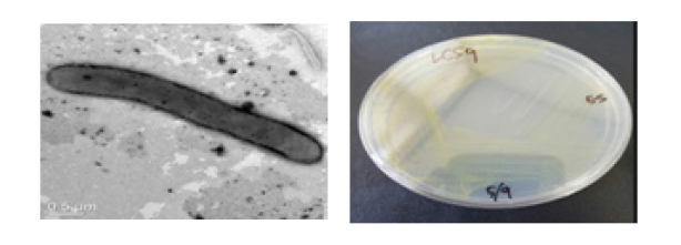 방사선 내성 Flavisolibacter 속 발굴종 LCS9T의 전자현미경과 배양체 사진